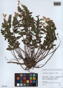 Scutellaria mongolica Sobolevsk., Siberia, Altai & Sayany Mountains (S2) (Russia)
