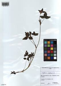 KUZ 000 761, Trifolium pratense L., Siberia, Altai & Sayany Mountains (S2) (Russia)