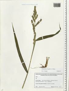 Echinochloa crus-galli (L.) P.Beauv., Eastern Europe, Belarus (E3a) (Belarus)