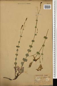 Silene chlorifolia Sm., Caucasus, Stavropol Krai, Karachay-Cherkessia & Kabardino-Balkaria (K1b) (Russia)