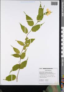 Kerria japonica (L.) DC., Eastern Europe, Belarus (E3a) (Belarus)