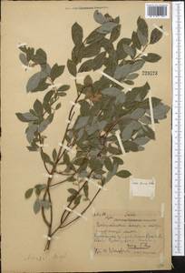 Salix iliensis Regel, Middle Asia, Northern & Central Kazakhstan (M10) (Kazakhstan)