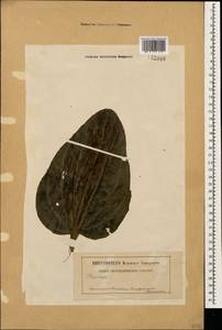 Plantago major L., Caucasus, Stavropol Krai, Karachay-Cherkessia & Kabardino-Balkaria (K1b) (Russia)