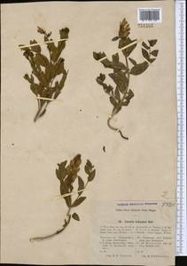 Linaria kokanica Regel, Middle Asia, Pamir & Pamiro-Alai (M2)
