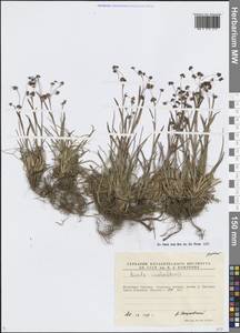 Luzula arcuata subsp. unalaschkensis (Buchenau) Hultén, Siberia, Chukotka & Kamchatka (S7) (Russia)