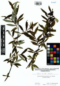 Salix rorida Lacksch., Siberia, Baikal & Transbaikal region (S4) (Russia)