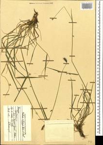 Hordeum brevisubulatum (Trin.) Link, Caucasus, Dagestan (K2) (Russia)