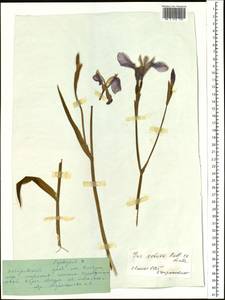 Iris setosa Pall. ex Link, Siberia, Russian Far East (S6) (Russia)