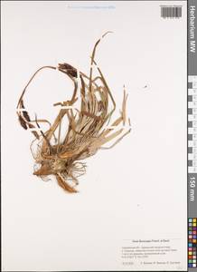 Carex flavocuspis Franch. & Sav., Siberia, Russian Far East (S6) (Russia)