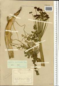 Lithosciadium multicaule Turcz., Siberia, Baikal & Transbaikal region (S4) (Russia)