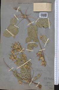 Astragalus megalomerus Bunge, Middle Asia, Western Tian Shan & Karatau (M3) (Not classified)