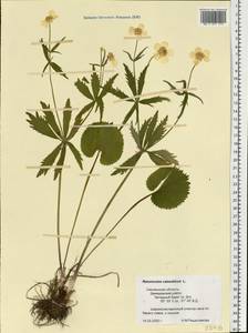 Ranunculus cassubicus L., Eastern Europe, Western region (E3) (Russia)