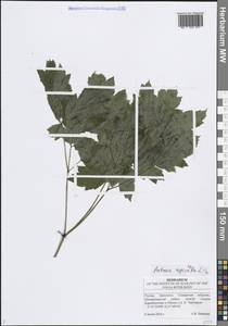 Actaea spicata L., Eastern Europe, Middle Volga region (E8) (Russia)