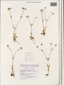 Valerianella locusta (L.) Laterr., Caucasus, Krasnodar Krai & Adygea (K1a) (Russia)