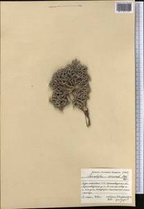 Nanophyton erinaceum (Pall.) Bunge, Middle Asia, Karakum (M6) (Turkmenistan)