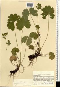 Alchemilla hebescens Juz., Mongolia (MONG) (Mongolia)