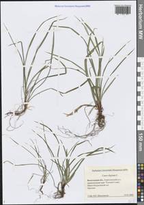 Carex digitata L., Eastern Europe, Northern region (E1) (Russia)