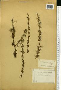 Larix decidua Mill., Eastern Europe, Moscow region (E4a) (Russia)