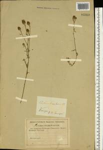 Centaurea stoebe subsp. stoebe, Eastern Europe, Central region (E4) (Russia)