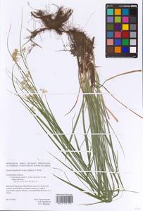 Luzula luzuloides (Lam.) Dandy & Wilmott, Eastern Europe, Western region (E3) (Russia)