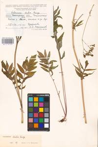 Valeriana dubia Bunge, Eastern Europe, Eastern region (E10) (Russia)