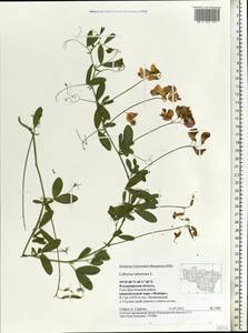 Lathyrus tuberosus L., Eastern Europe, Central region (E4) (Russia)