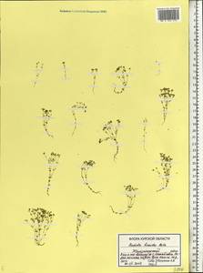Radiola linoides Roth, Eastern Europe, Central forest-and-steppe region (E6) (Russia)