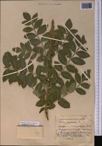 Rhus coriaria L., Middle Asia, Pamir & Pamiro-Alai (M2) (Uzbekistan)