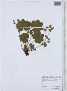 Alchemilla gibberulosa H. Lindb., Eastern Europe, Central region (E4) (Russia)