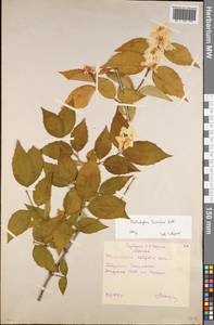 Philadelphus hirsutus Nutt., Eastern Europe, Moscow region (E4a) (Russia)