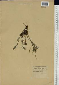 Astragalus syriacus L., Siberia, Yakutia (S5) (Russia)