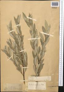 Salix rosmarinifolia L., Middle Asia, Dzungarian Alatau & Tarbagatai (M5) (Kazakhstan)