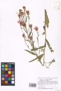 Centaurea ×livonica Weinm., Eastern Europe, Moscow region (E4a) (Russia)