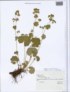 Alchemilla breviloba H. Lindb., Eastern Europe, Central forest region (E5) (Russia)