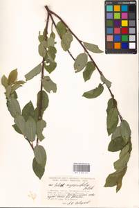 Salix myrsinifolia Salisb., Eastern Europe, Moscow region (E4a) (Russia)