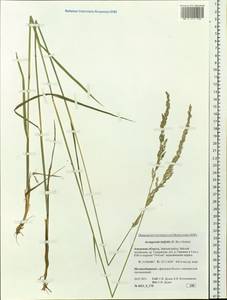 Arctagrostis latifolia (R.Br.) Griseb., Siberia, Russian Far East (S6) (Russia)