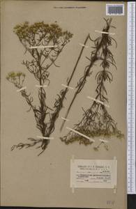Eupatorium hyssopifolium L., America (AMER) (United States)