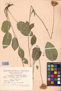 Klasea lycopifolia (Vill.) Á. Löve & D. Löve, Eastern Europe, Middle Volga region (E8) (Russia)