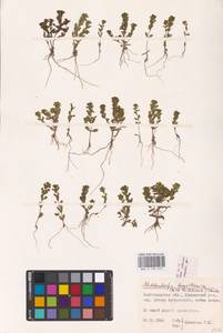 Lythrum borysthenicum (M. Bieb. ex Schrank) Litv., Eastern Europe, Lower Volga region (E9) (Russia)