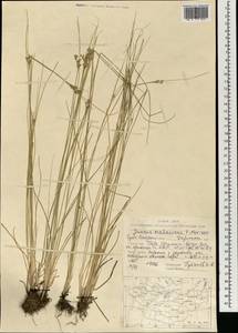 Juncus orchonicus Novikov, Mongolia (MONG) (Mongolia)