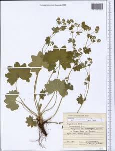 Alchemilla conglobata H. Lindb., Eastern Europe, Middle Volga region (E8) (Russia)