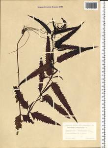 Veronica longifolia L., Siberia, Western Siberia (S1) (Russia)