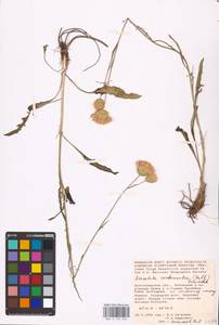 Klasea cardunculus (Pall.) Holub, Eastern Europe, Lower Volga region (E9) (Russia)