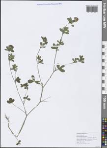 Trifolium lappaceum L., Caucasus, Black Sea Shore (from Novorossiysk to Adler) (K3) (Russia)