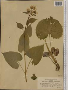 Lunaria rediviva L., Western Europe (EUR) (Italy)