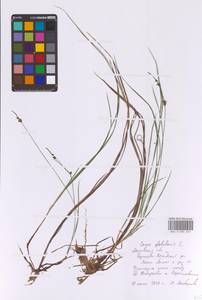 Carex globularis L., Eastern Europe, Moscow region (E4a) (Russia)