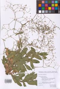 Gypsophila perfoliata L., Eastern Europe, Central forest-and-steppe region (E6) (Russia)