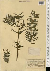Cephalotaxus harringtonii (Knight ex J.Forbes) K.Koch, South Asia, South Asia (Asia outside ex-Soviet states and Mongolia) (ASIA) (India)