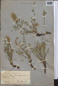 Astragalus physodes, Middle Asia, Northern & Central Kazakhstan (M10) (Kazakhstan)