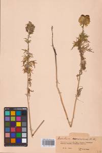 Aconitum anthora subsp. anthora, Eastern Europe, Eastern region (E10) (Russia)